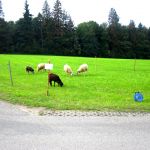 Bauernhi13 00010.JPG